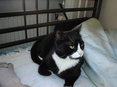 Blanding af racer mads *Himmelkat* - Man ligger så godt i din seng, mor billede 9