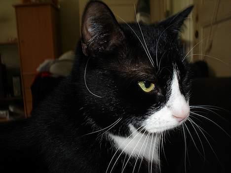 Blanding af racer mads *Himmelkat* - Er du ikke snart færdig med at tage billeder af mig? billede 10