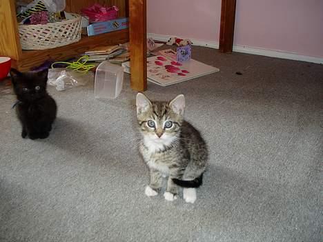 Blanding af racer Stribe - lille Stribemissen billede 1