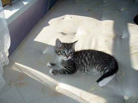 Blanding af racer Stribe billede 2