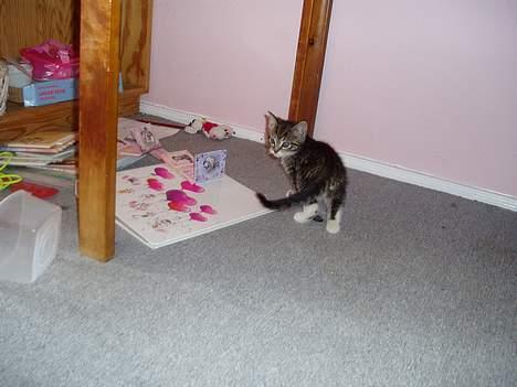 Blanding af racer Stribe billede 3