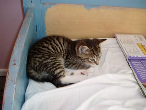 Blanding af racer Stribe - man bliver træt af at få læst historie billede 4