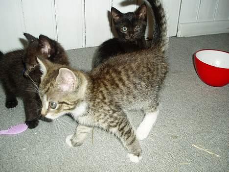 Blanding af racer Stribe billede 5