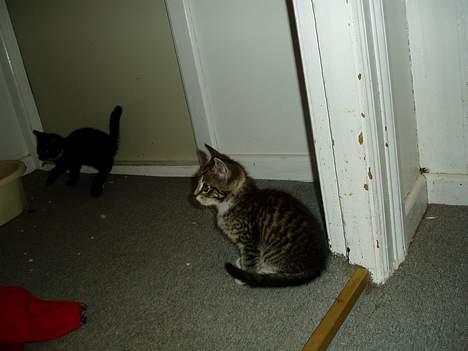 Blanding af racer Stribe billede 6