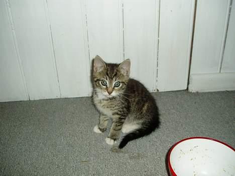 Blanding af racer Stribe billede 7