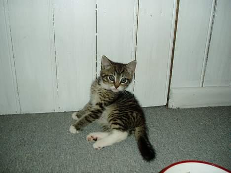 Blanding af racer Stribe billede 8