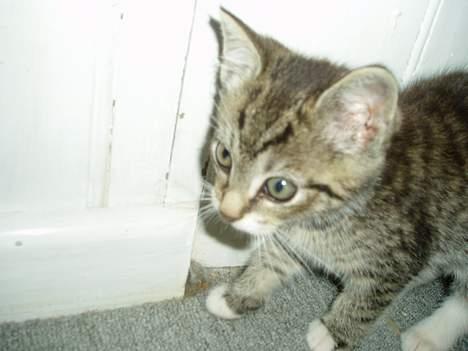 Blanding af racer Stribe billede 9