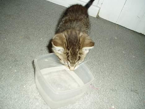 Blanding af racer Stribe billede 10