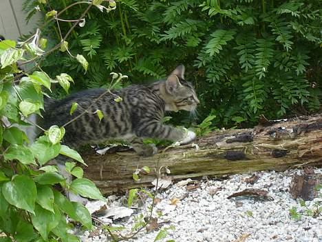 Huskat ?!  - Her kommer jeg, den store tiger.. billede 9