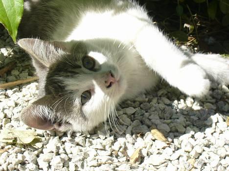 Huskat ?!?  billede 11