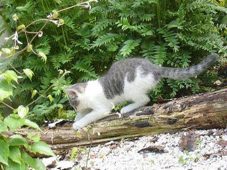 Huskat ?!?  billede 12