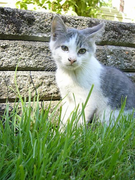 Huskat ?!?  billede 13