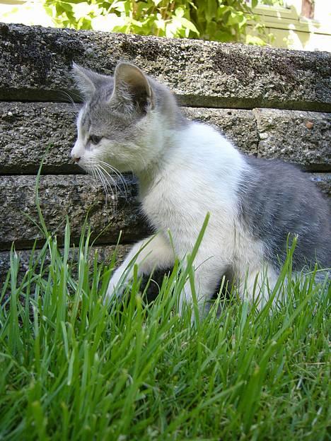 Huskat ?!?  billede 14