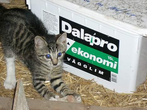 Huskat ?!  - uha er det mon farligt?! billede 10