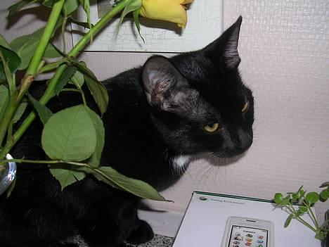 Huskat Hunmis [ solgt ] - dagen hvor hun blev hentet .. billede 1