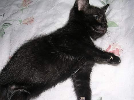 Huskat Hunmis [ solgt ] - 5 uger gammel billede 2