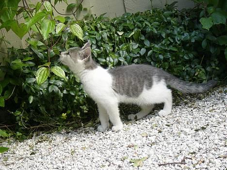 Huskat ?!?  billede 15