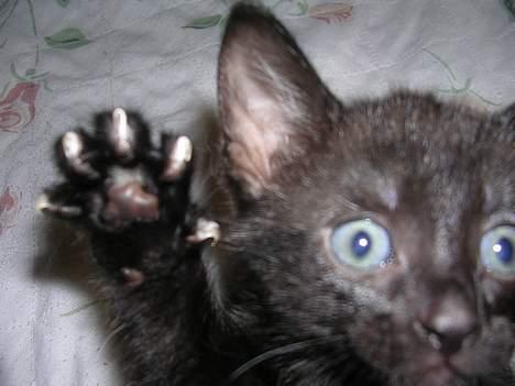 Huskat Hunmis [ solgt ] - Rauw jeg er farlig ;) billede 3