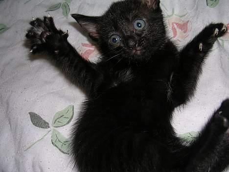 Huskat Hunmis [ solgt ] - skal vi lege ? ;p billede 4