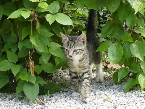 Huskat ?!  - hvem forstyrrer mig i min søvn?! billede 11