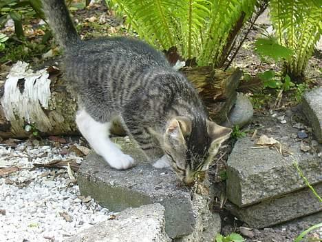 Huskat ?!  - uha en lugt,, billede 12