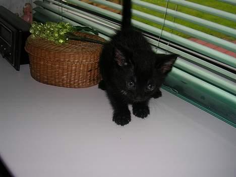 Huskat Hunmis [ solgt ] - 5 uger gammel billede 5