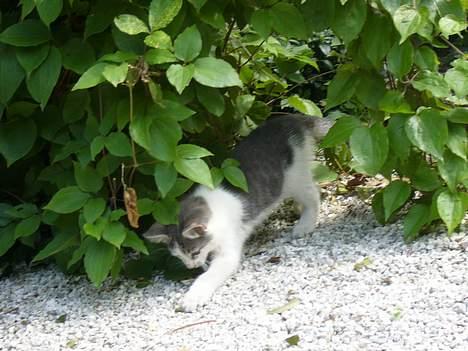 Huskat ?!?  billede 16