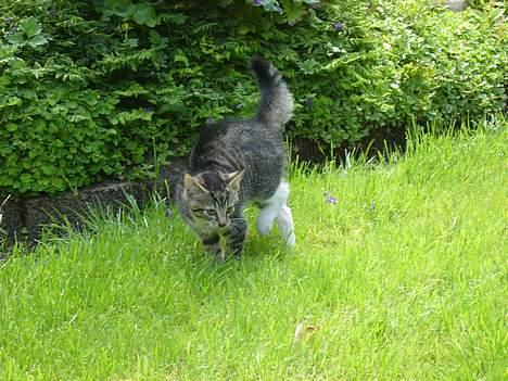 Huskat ?!  - Hold dig så væk! billede 13