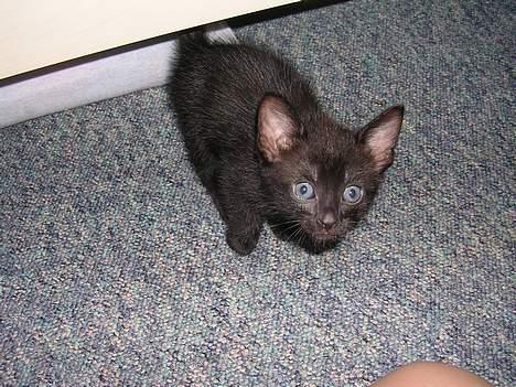 Huskat Hunmis [ solgt ] - 5 uger gammel billede 6