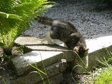 Huskat ?!  - Nu gemmer jeg mig her så jeg kan få lidt fred billede 14