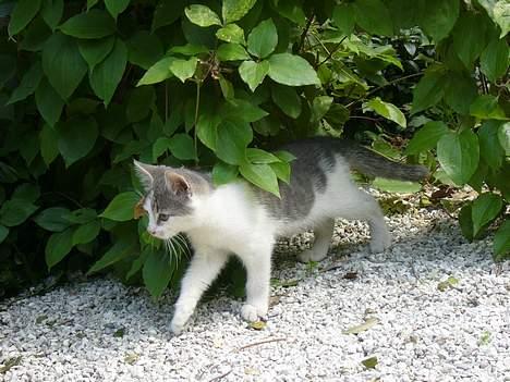 Huskat ?!?  billede 17
