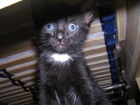 Huskat Hunmis [ solgt ] - Bøøh ! :P billede 7