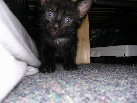 Huskat Hunmis [ solgt ] - Kuk kuk billede 8