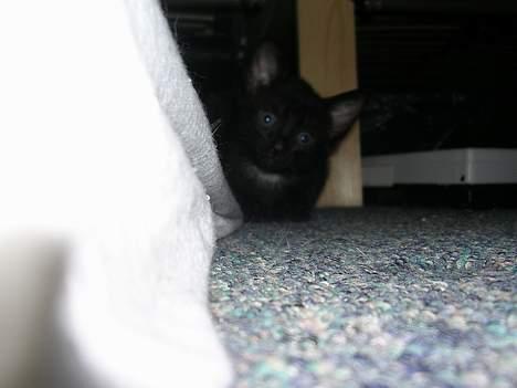 Huskat Hunmis [ solgt ] - kuk kuk ;b billede 9