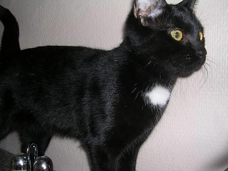 Huskat Hunmis [ solgt ] - dagen hvor hun blev hentet billede 10