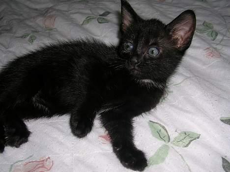 Huskat Hunmis [ solgt ] - 5 uger gammel billede 11