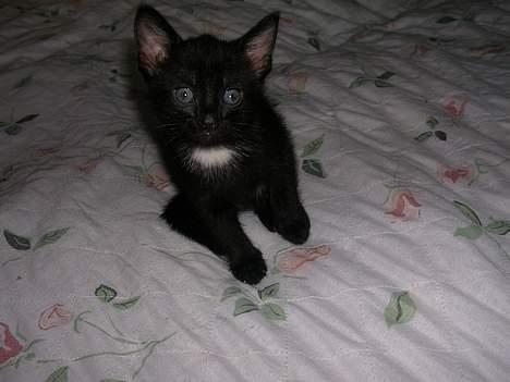 Huskat Hunmis [ solgt ] - 5 uger gammel billede 12