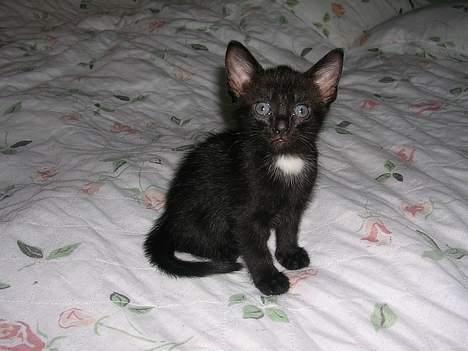 Huskat Hunmis [ solgt ] - 5 uger gammel billede 13