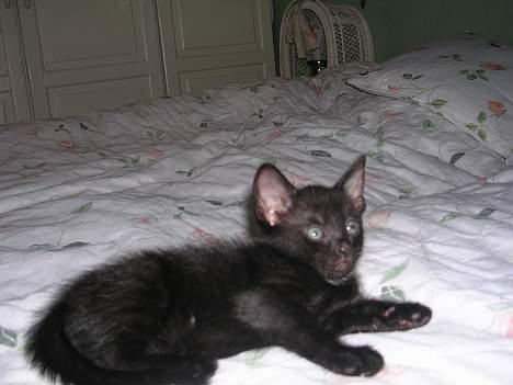 Huskat Hunmis [ solgt ] - 5 uger gammel billede 14