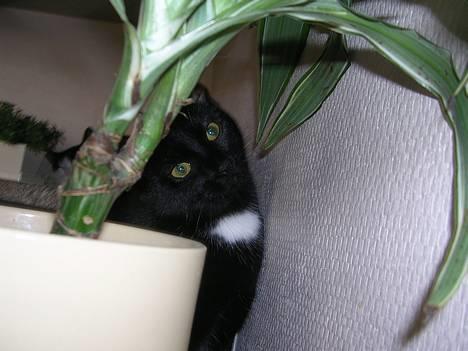 Huskat Hunmis [ solgt ] - dagen hvor hun blev hentet billede 15