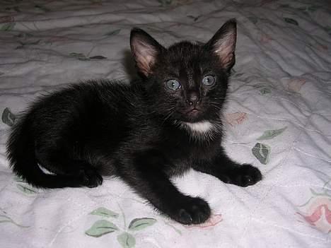 Huskat Hunmis [ solgt ] - 5 uger gammel billede 16