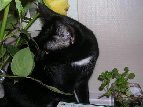 Huskat Hunmis [ solgt ] - dagen hvor hun blev hentet billede 17