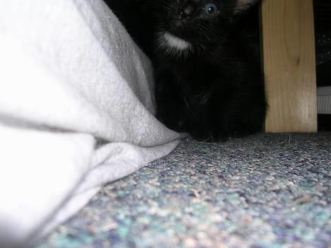 Huskat Hunmis [ solgt ] - 5 uger gammel billede 18