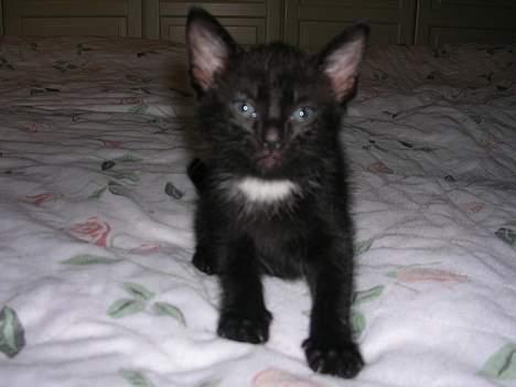 Huskat Hunmis [ solgt ] - 5 uger gammel billede 19