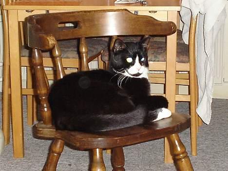 Blanding af racer mads *Himmelkat* - mijav. her er jeg billede 11