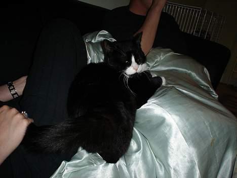 Blanding af racer mads *Himmelkat* - intet er for godt til mig billede 12