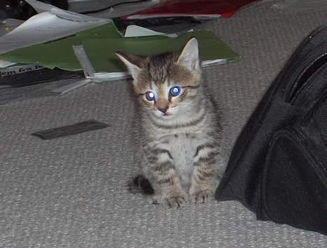 Blanding af racer Bimbo - jeg går lige lidt rundt  billede 8