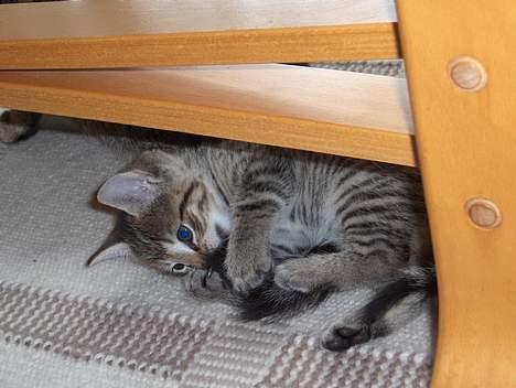 Blanding af racer Bimbo - jeg leger med mors hale billede 9