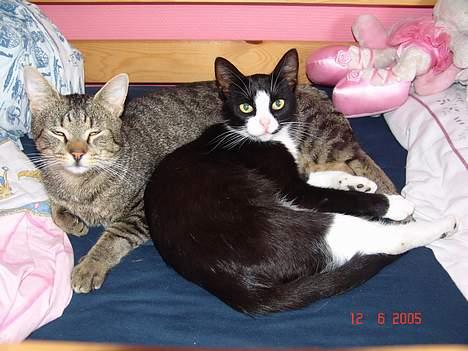 Blanding af racer Pjuske - Se lige min lækre kæréste, Perle! billede 7