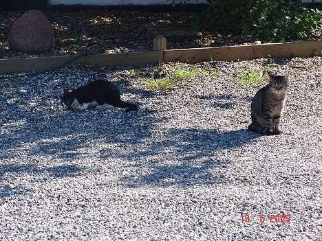 Blanding af racer Pjuske - Pjuske og hans kærste Perle ude i gården  billede 8